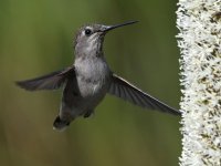 Hummer27.jpg