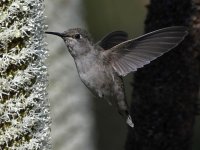 Hummer28.jpg