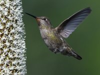 Hummer34.jpg