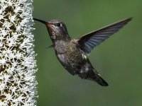 Hummer31.jpg
