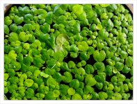 green.jpg