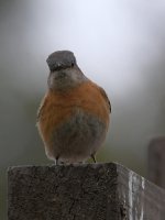 Bluebird.jpg