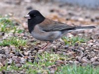 Junco.jpg