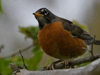 Robin5.jpg