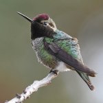 Hummer3.jpg