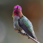 Hummer8.jpg