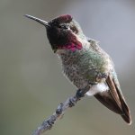 Hummer21.jpg