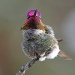 Hummer31.jpg