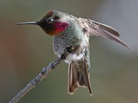 Hummer34.jpg