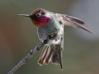 Hummer35.jpg