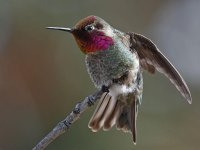 Hummer36.jpg