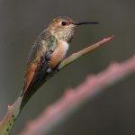 Hummer15.jpg