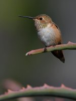 Hummer17.jpg