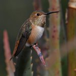 Hummer19.jpg