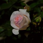Rose3.jpg