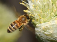 Bee5.jpg