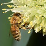 Bee2.jpg