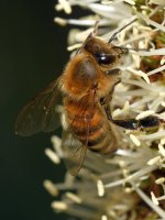 Bee8.jpg