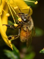 Bee10.jpg