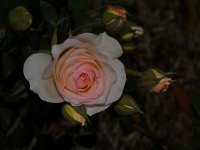 Rose2.jpg