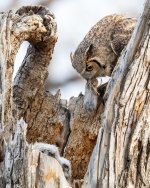 OwlVoleNest-165.jpg