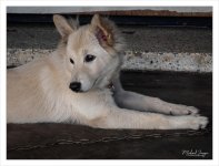 doggy-4.jpg