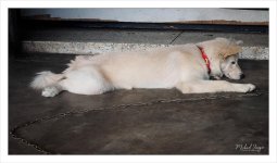 doggy-5.jpg