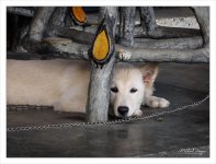 doggy-6.jpg