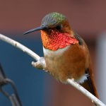 Hummer5.jpg