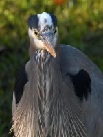 BlueHeron2.jpg
