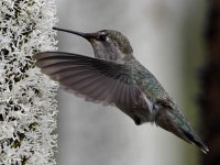 Hummer6.jpg