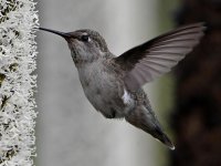 Hummer12.jpg