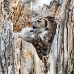 OwlCuddle-166.jpg
