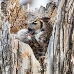 OwlCuddle-165.jpg