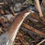 GreenHeron5.jpg