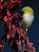 WhiteEye2.jpg