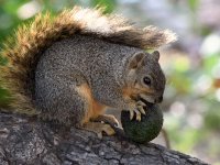 Squirrel.jpg