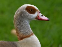 Goose.jpg