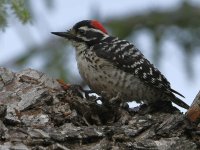 Woodpecker13.jpg