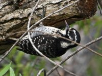 Woodpecker17.jpg