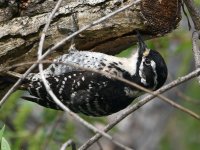 Woodpecker18.jpg