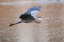 GBH Flight-165.jpg