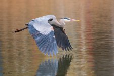 GBH Flight-166.jpg