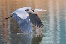GBH Flight-167.jpg