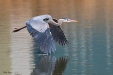 GBH Flight-169.jpg
