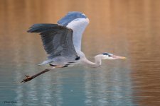 GBH Flight-168.jpg