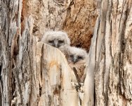 Owlets-165.jpg