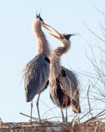 GBHCourtship-165.jpg
