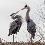 GBHCourtship-166.jpg