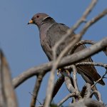 Pigeon.jpg
